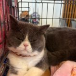 11月10日瑞穂店に参加するまたたび家の保護猫03