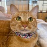 11月10日瑞穂店に参加するまたたび家の保護猫04