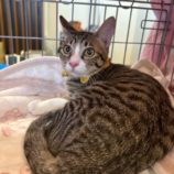 11月10日瑞穂店に参加するまたたび家の保護猫05