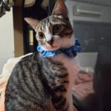 11月10日瑞穂店に参加するまたたび家の保護猫06