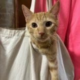 11月10日瑞穂店に参加するまたたび家の保護猫07