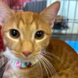 11月10日瑞穂店に参加するまたたび家の保護猫08