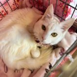 11月10日瑞穂店に参加するまたたび家の保護猫09