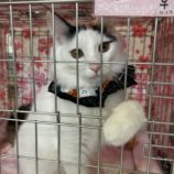 11月10日瑞穂店に参加するまたたび家の保護猫10