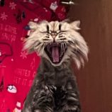 11月24日瑞穂店に参加するまたたび家の保護猫01