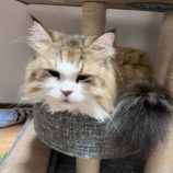 11月24日瑞穂店に参加するまたたび家の保護猫02