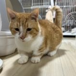 11月24日瑞穂店に参加するまたたび家の保護猫06