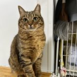 11月24日瑞穂店に参加するまたたび家の保護猫07