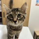 11月24日瑞穂店に参加するまたたび家の保護猫08