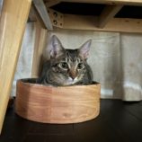 11月24日瑞穂店に参加するまたたび家の保護猫09