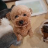 12月1日瑞穂店に参加するDogfamの保護犬01