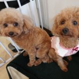 12月1日瑞穂店に参加するDogfamの保護犬02