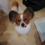 12月1日瑞穂店に参加するDogfamの保護犬03