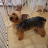 12月1日瑞穂店に参加するDogfamの保護犬04