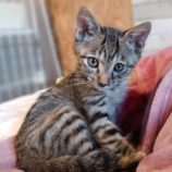 12月1日守谷店に参加するにゃんこの大冒険の保護猫01