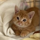 12月1日守谷店に参加するにゃんこの大冒険の保護猫02