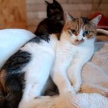 12月1日守谷店に参加するにゃんこの大冒険の保護猫03