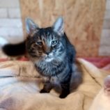 12月1日守谷店に参加するにゃんこの大冒険の保護猫04