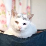 12月1日守谷店に参加するにゃんこの大冒険の保護猫05