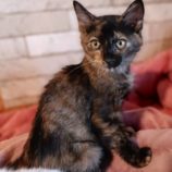 12月1日守谷店に参加するにゃんこの大冒険の保護猫06