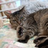 12月1日守谷店に参加するにゃんこの大冒険の保護猫07