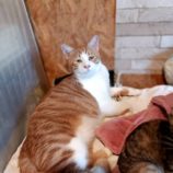 12月1日守谷店に参加するにゃんこの大冒険の保護猫08