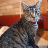 12月1日守谷店に参加するにゃんこの大冒険の保護猫09