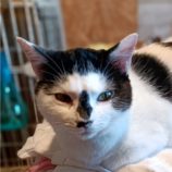 12月1日守谷店に参加するにゃんこの大冒険の保護猫10