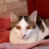 12月1日守谷店に参加するにゃんこの大冒険の保護猫11