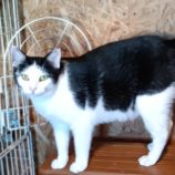 12月1日守谷店に参加するにゃんこの大冒険の保護猫12