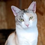 12月1日守谷店に参加するにゃんこの大冒険の保護猫13