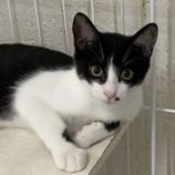 11月10日新田店に参加する猫のへやの保護猫01