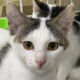 11月10日新田店に参加する猫のへやの保護猫02