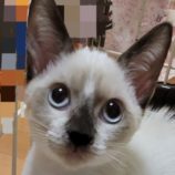 11月10日新田店に参加する猫のへやの保護猫03