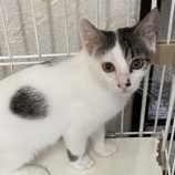 11月10日新田店に参加する猫のへやの保護猫04