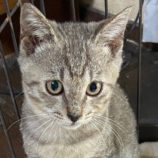 11月10日新田店に参加する猫のへやの保護猫05