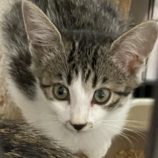 11月10日新田店に参加する猫のへやの保護猫06