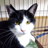 11月10日新田店に参加する猫のへやの保護猫08