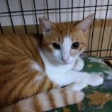 11月10日新田店に参加する猫のへやの保護猫09