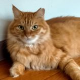 11月17日新田店に参加する猫びよりの保護猫01