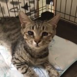 11月17日新田店に参加する猫びよりの保護猫02