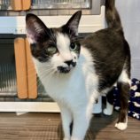 11月17日新田店に参加する猫びよりの保護猫03