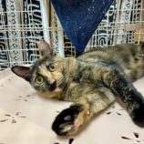 11月17日新田店に参加する猫びよりの保護猫06