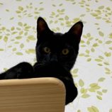 11月17日新田店に参加する猫びよりの保護猫08