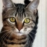 11月17日新田店に参加する猫びよりの保護猫09