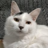 11月17日新田店に参加する猫びよりの保護猫10