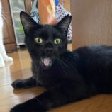 11月17日新田店に参加する猫びよりの保護猫11