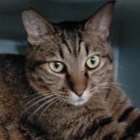 11月17日新田店に参加する猫びよりの保護猫12