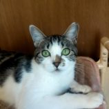 11月17日新田店に参加する猫びよりの保護猫13