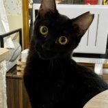 11月17日新田店に参加する猫びよりの保護猫14